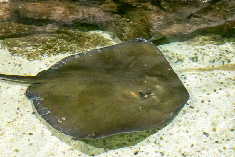 Aquário Marinho de Paranaguá